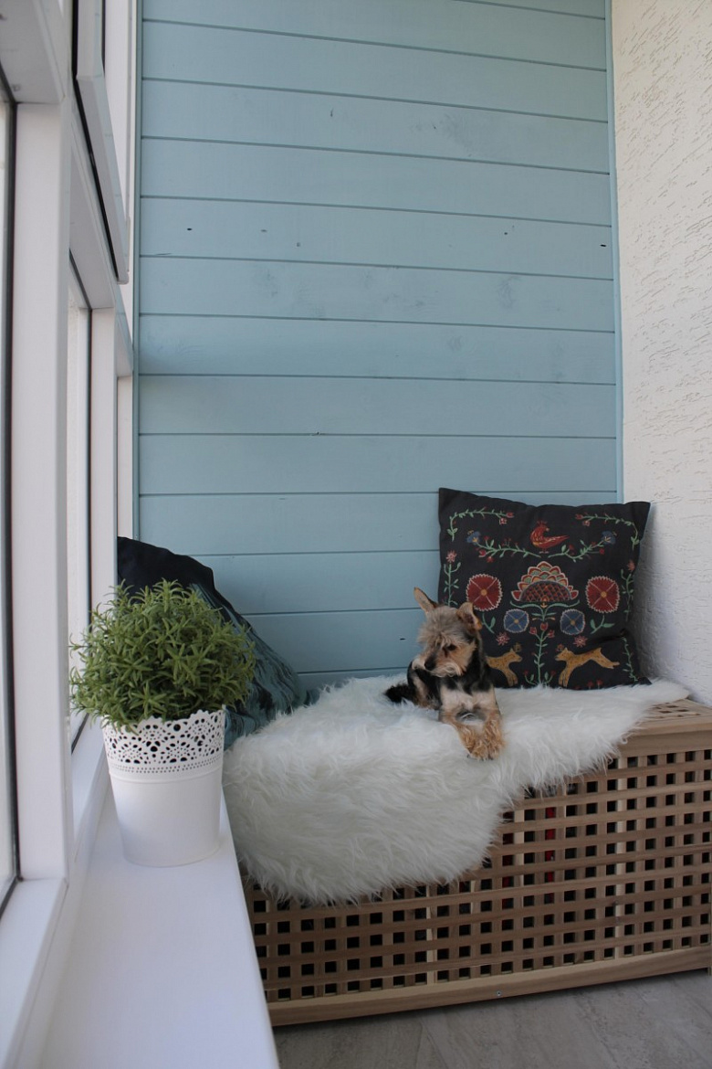 фото:Балкон, тыква и собака