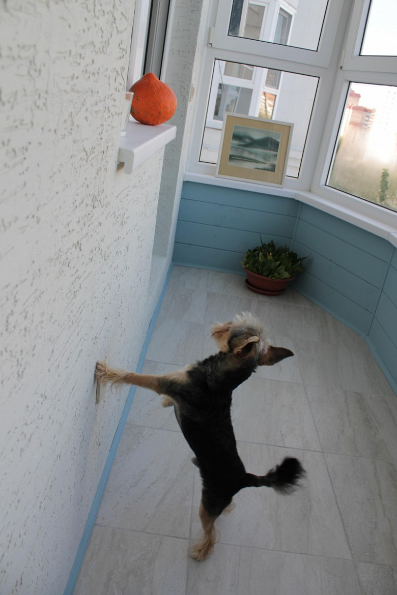 фото:Балкон, тыква и собака